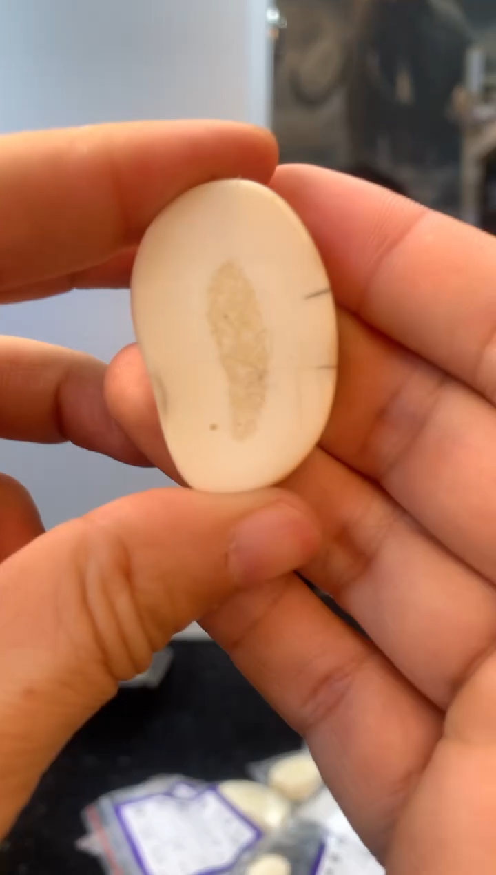 【闪购商品】橄榄核手串/手链猛犸猛犸猛犸猛犸57