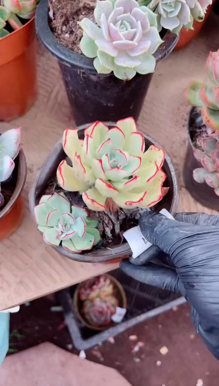 吖*21061多肉植物一物一拍