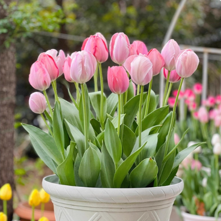 荷兰进口郁金香种球多品可选水培土培适合阳台庭院种植年宵花卉