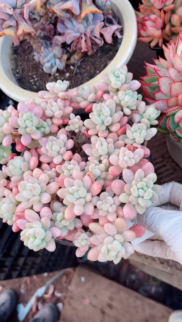 【闪购商品】02196