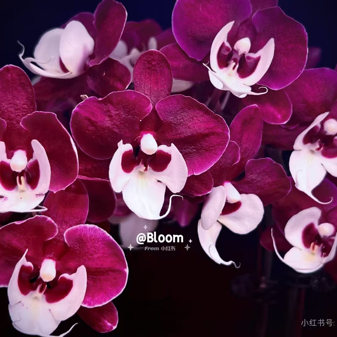【团圆】蝴蝶兰苗巨壮