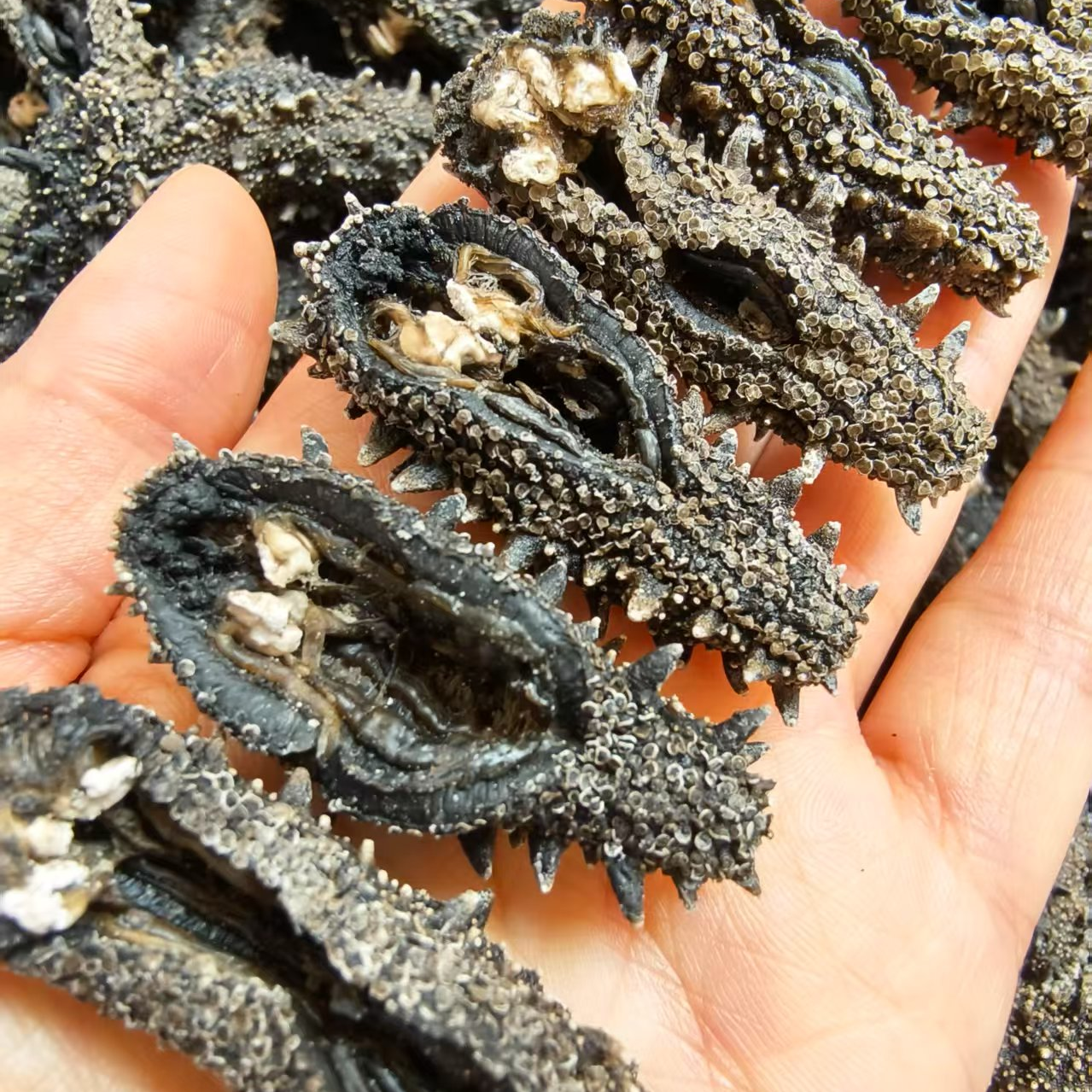 【A国标一级】大连深海底播保泡发15倍110-130头