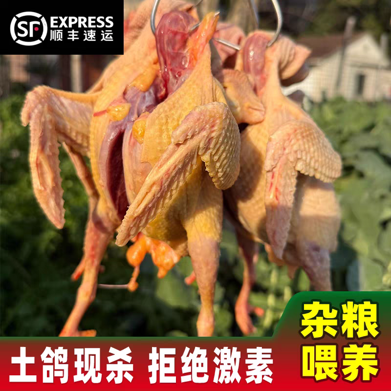 5年以上老鸽子买三送一单只净重八两九两到一斤杂粮散养顺丰包邮B