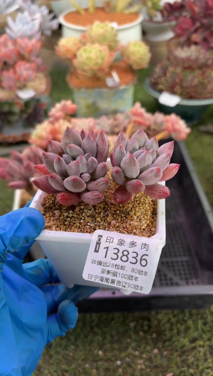 【闪购商品】13836