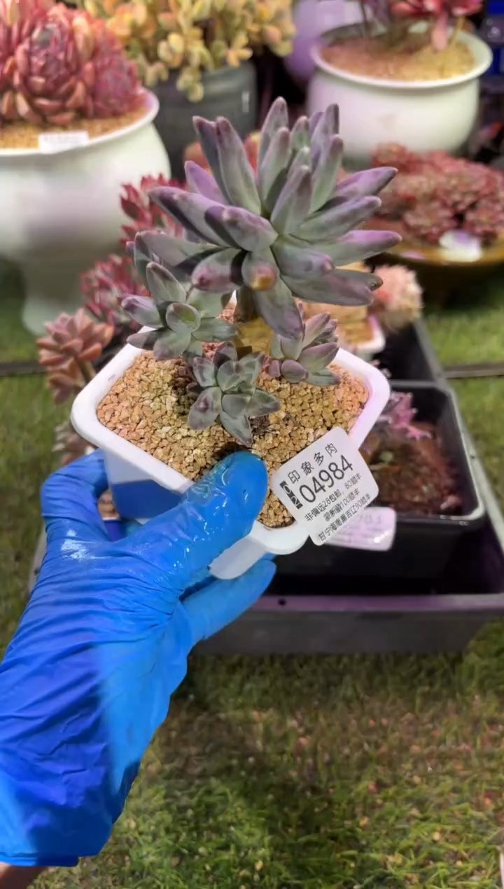 【闪购商品】04984