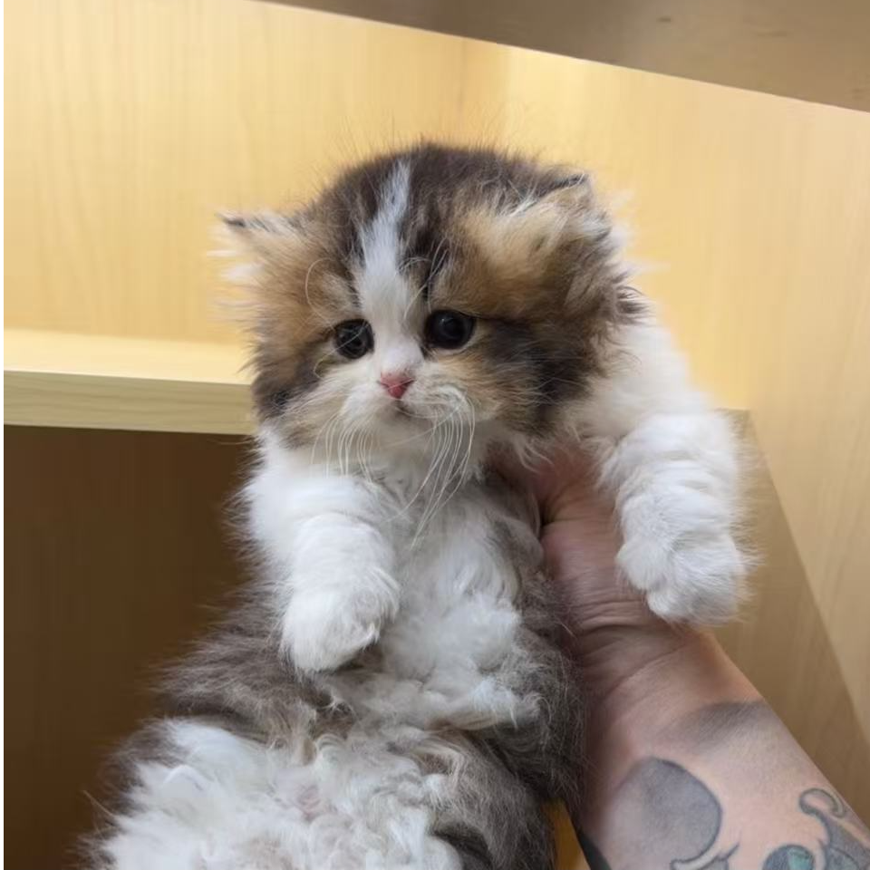 金加白米努特矮脚弟弟9000