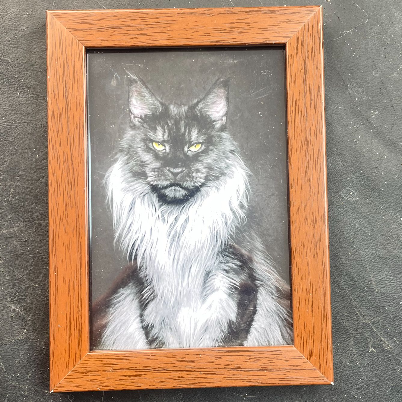 （拍之前咨询抖音客服）意向金超能缅因猫舍 金金相框 新家大礼包