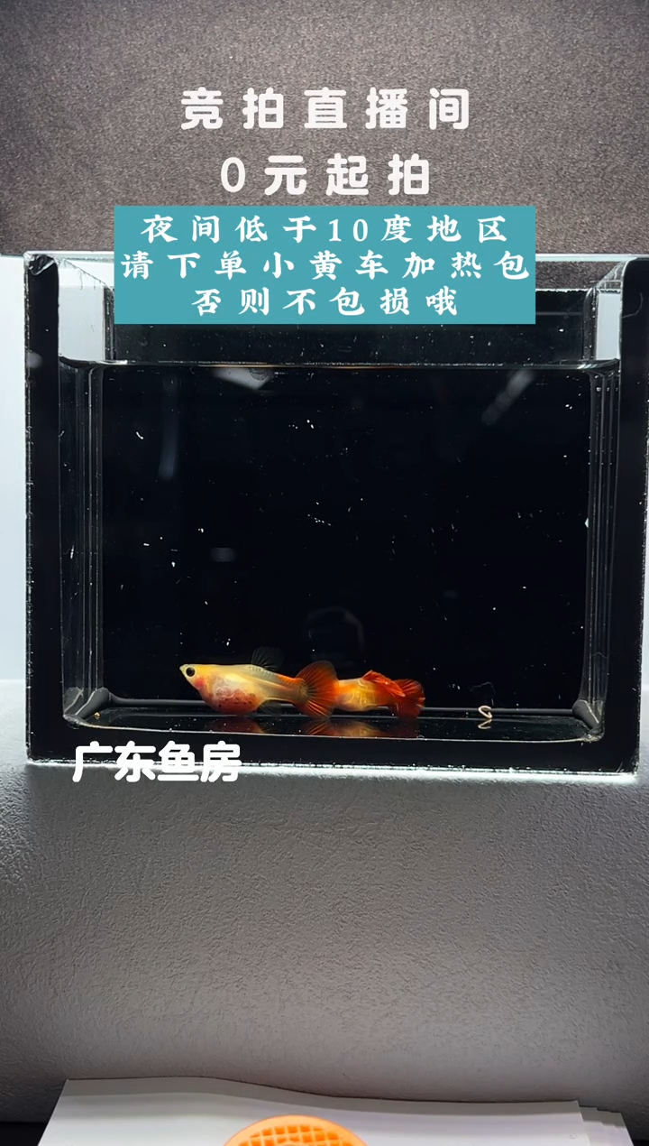 孔雀鱼银河琉璃玻璃猫带胎一对编号40