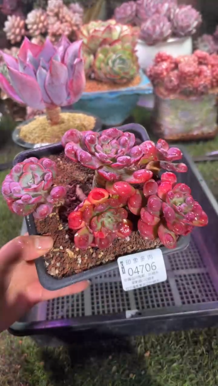 【闪购商品】04706