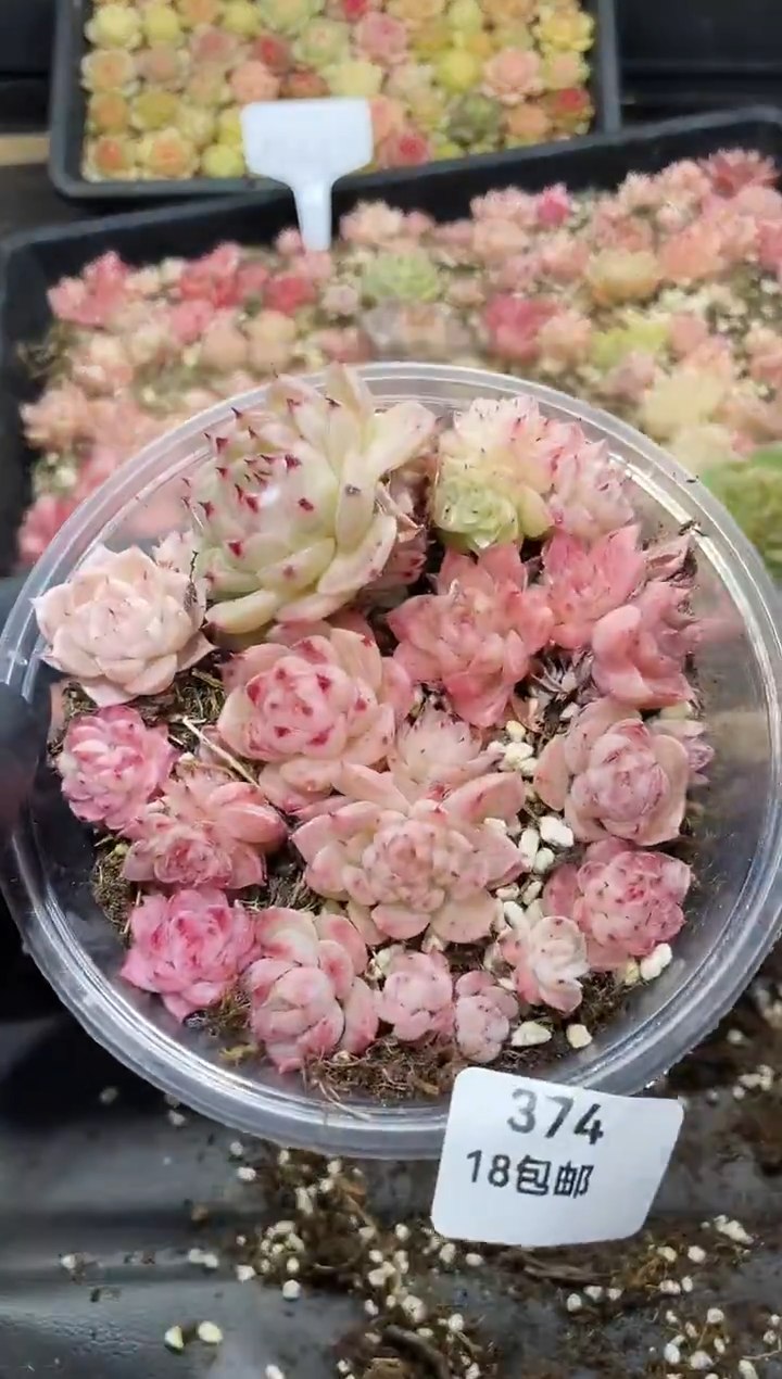 374麦秆特优混     量拍