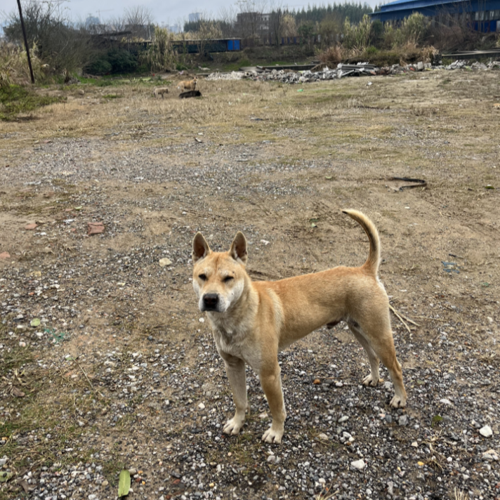 【老黄家广西田园犬】田园犬宠物狗狗活体
