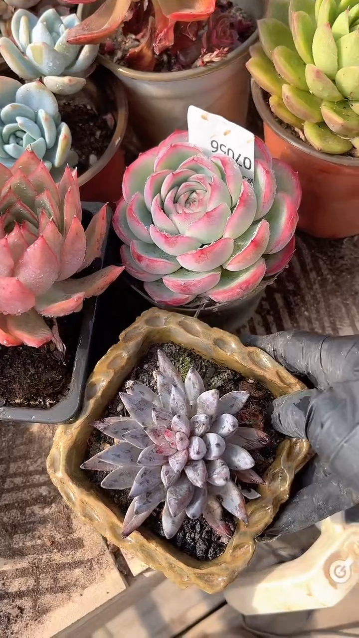 小*拉跃跃精品多肉07056