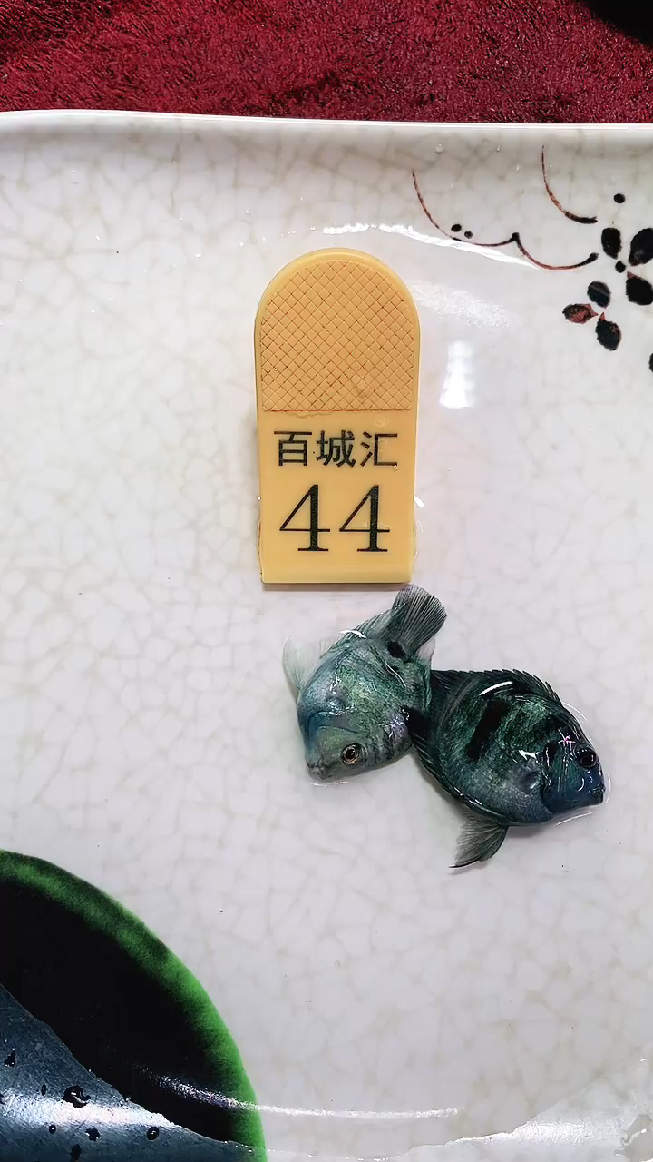 鹦鹉鱼8888888888