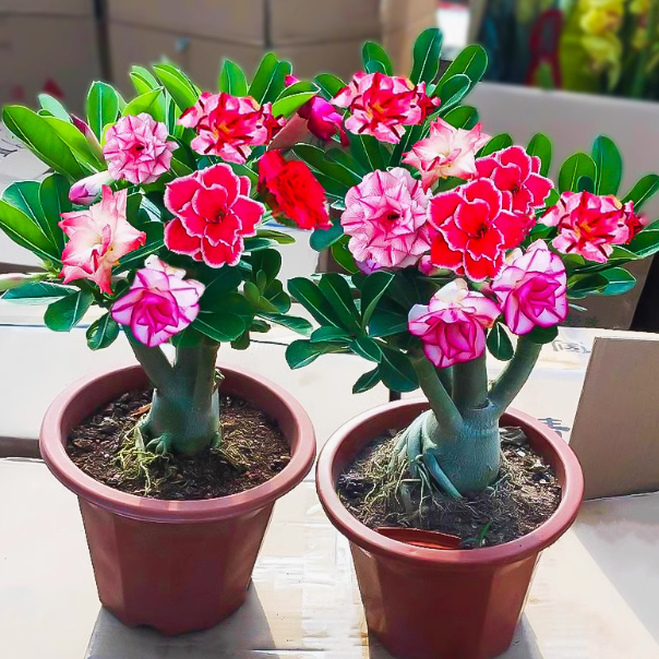 沙漠玫瑰耐旱耐热盆栽花卉绿植室内阳台庭院花卉