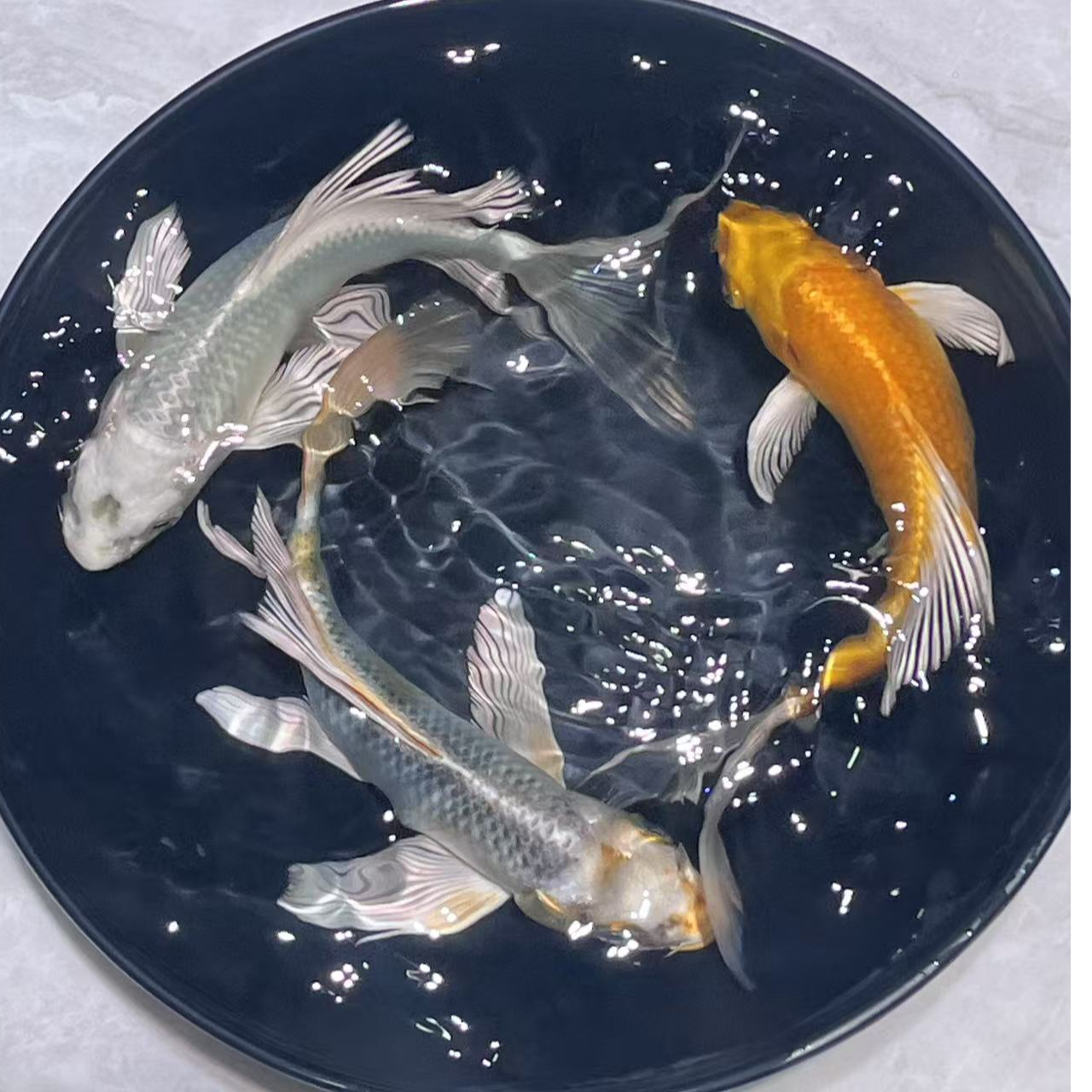 201-300号锦鲤、德系玛雅色蝴蝶鲤无鱼鳞、金鱼观赏鱼活体