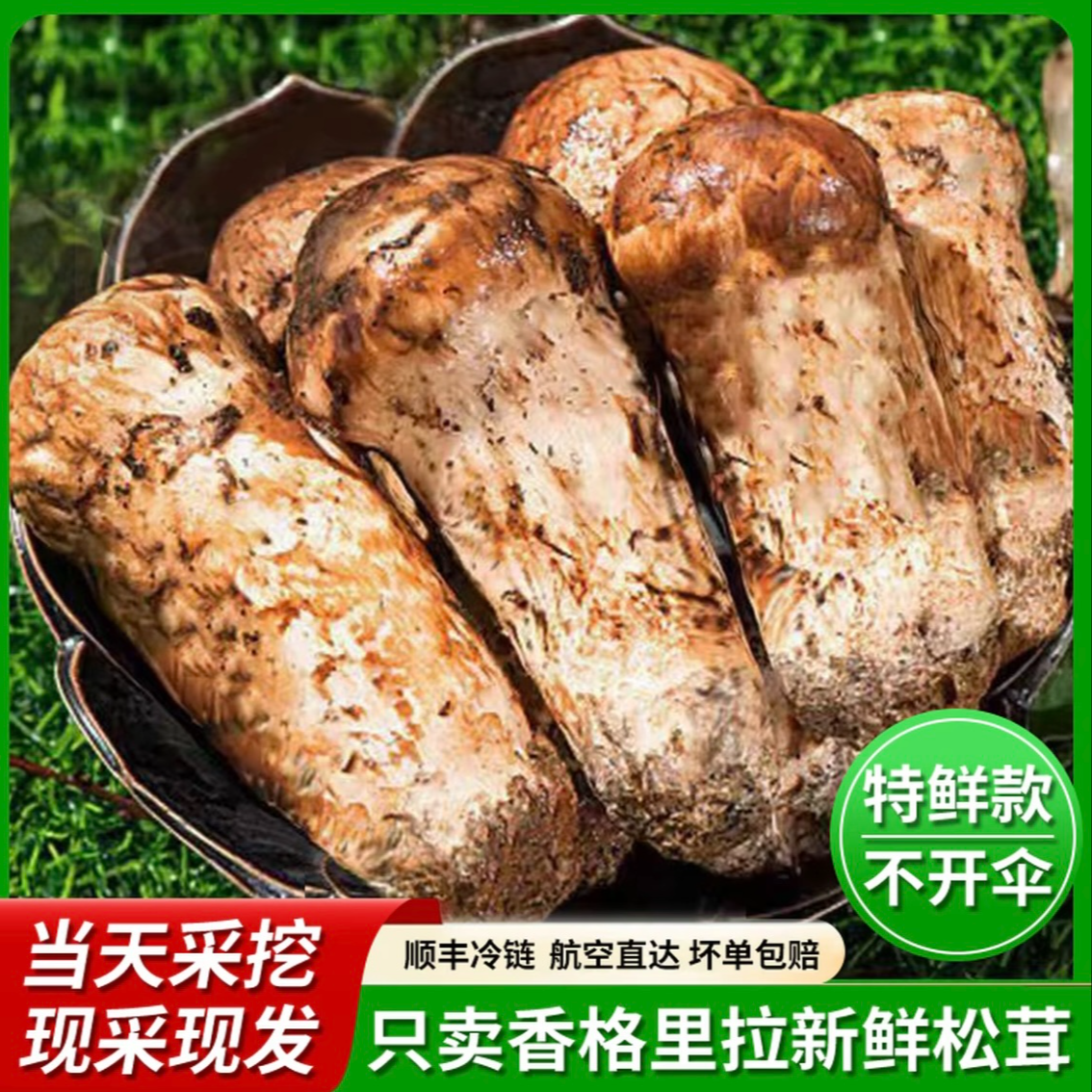 精品 云南特产香格里拉吉迪村鲜松茸【现采现发，顺丰空运】