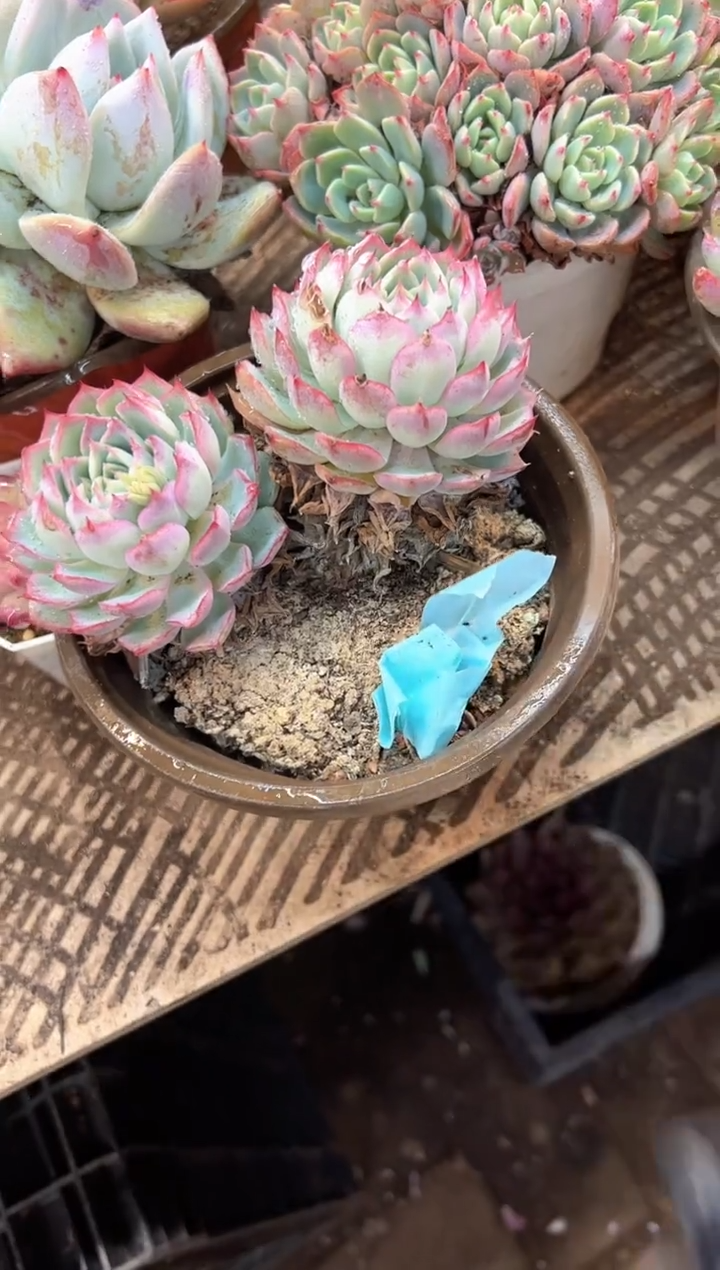 欣**光多肉植物一物一拍09400