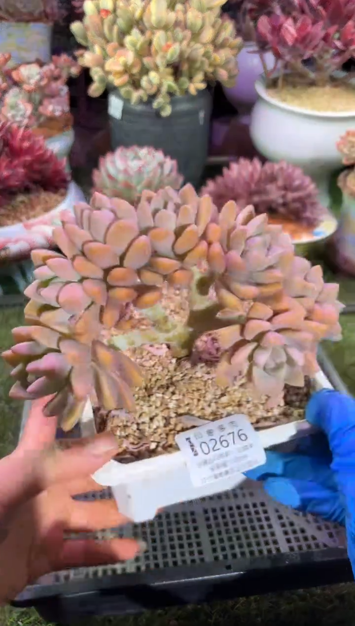 【闪购商品】02676