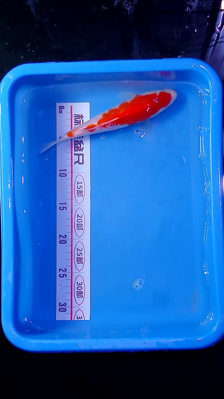 锦鲤直播间菁选 对版发货 16号
