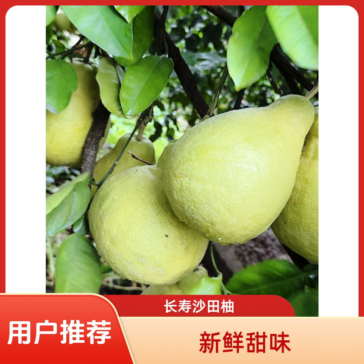 【长寿沙田柚-大果】正宗重庆长寿柚纯甜无酸产地柚子重庆沙田柚