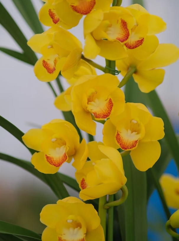 （大锤家的杨贵妃）巨花浓香带花苞室内外好养香味浓花期长
