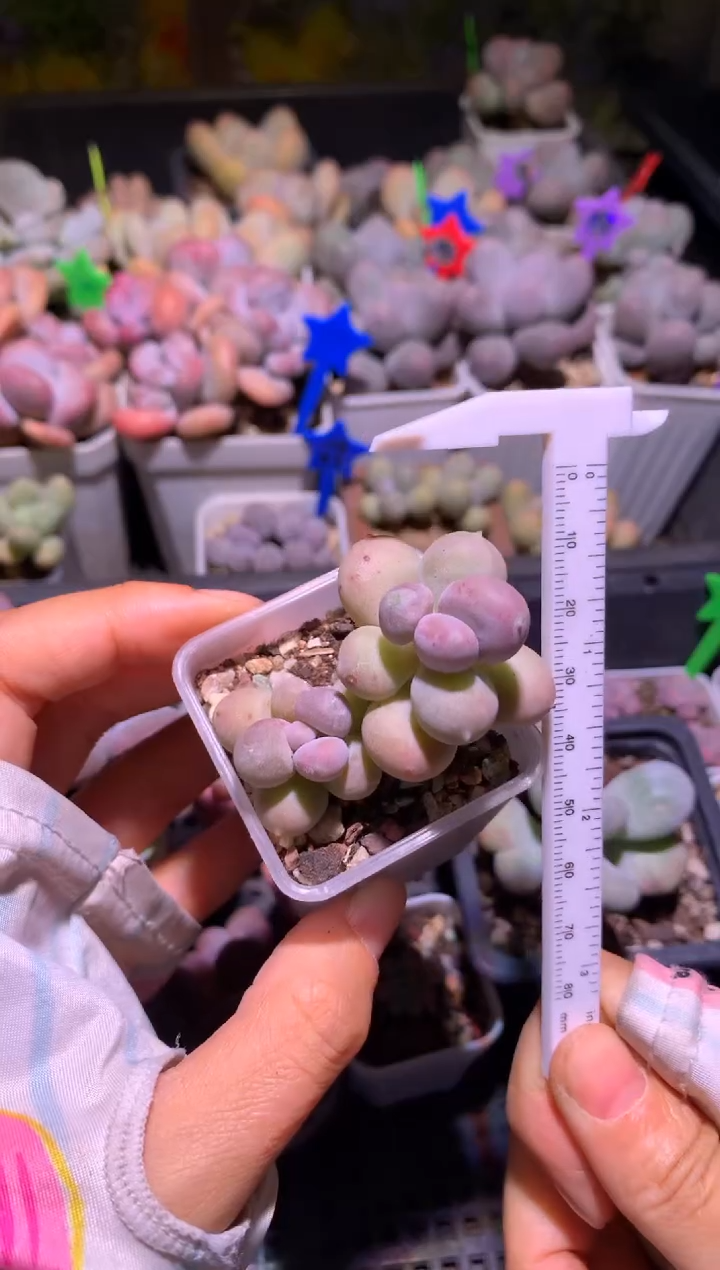 双头加菲猫超圆脱土发货