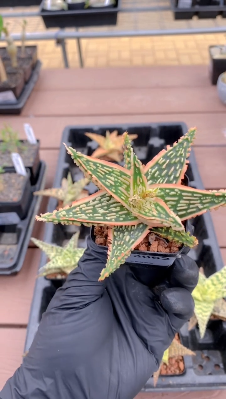 【闪购商品】园艺芦荟FB-3062