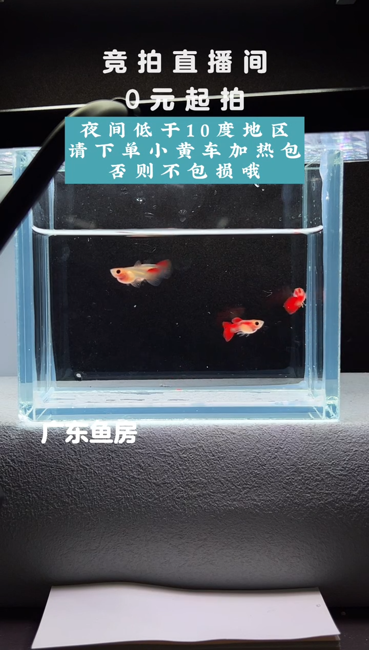 孔雀鱼赤焰精灵两对压成编号62