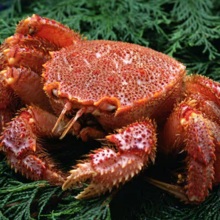 冷冻红毛蟹 顺丰冷链冷冻发货 【部分缺腿 介意勿拍】