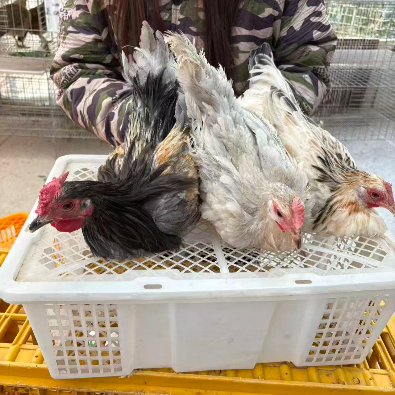 散养土鸡 冰鲜发货 肉质紧实