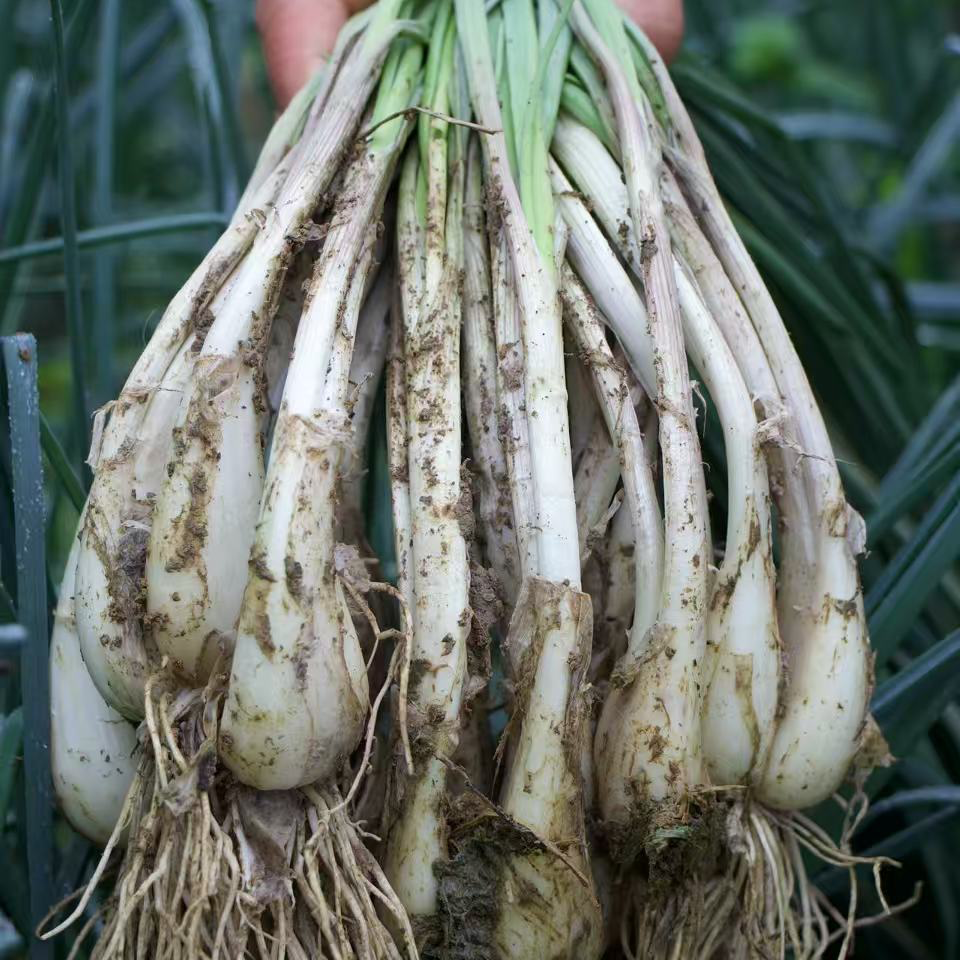 【新人每人 2 斤】新鲜现挖茭头藠头教头农家自种带根须
