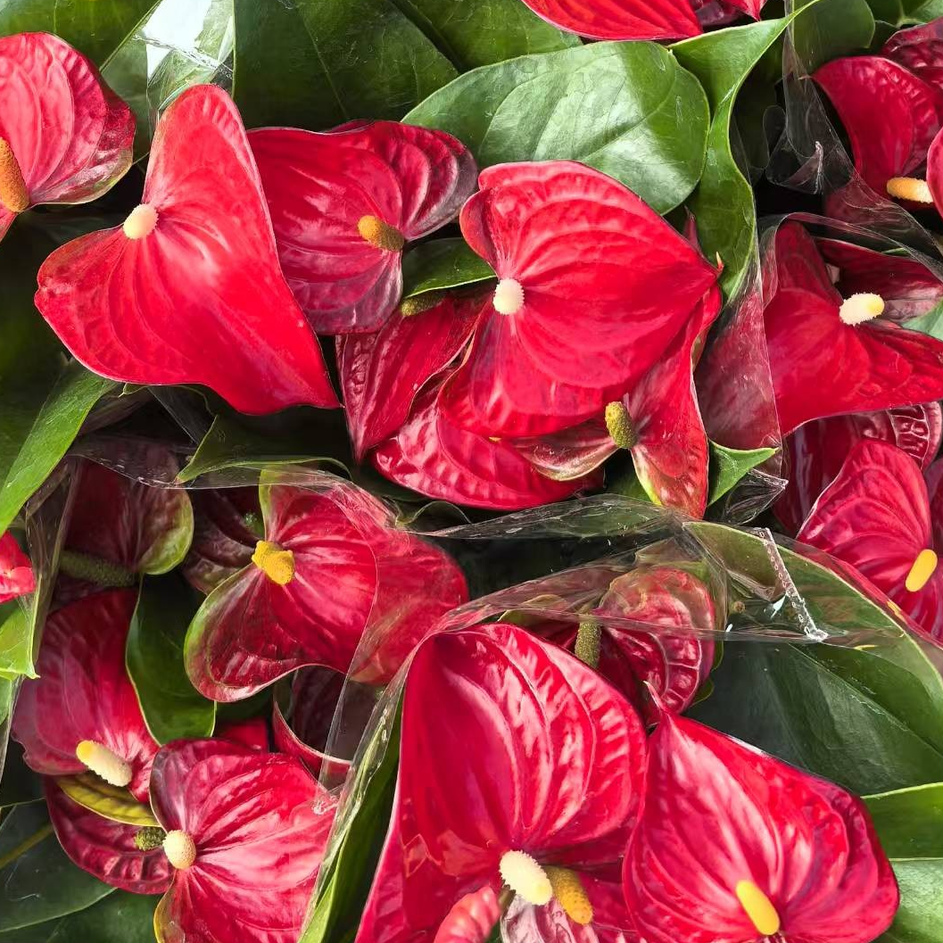 红掌/观花植物/花卉绿植