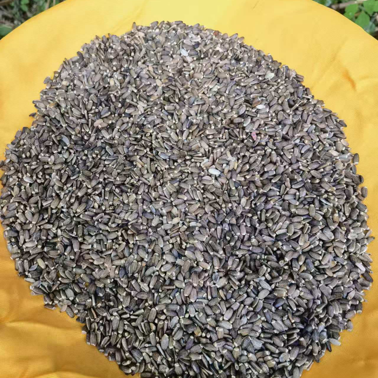 【水-飞-蓟】净含量250g-1000g【阿徐现收】