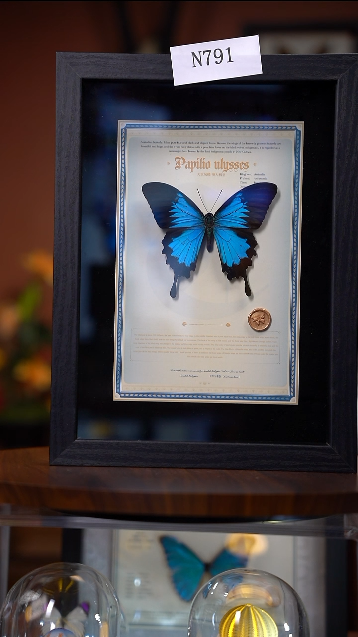 N791天堂凤蝶A4竖框微瑕