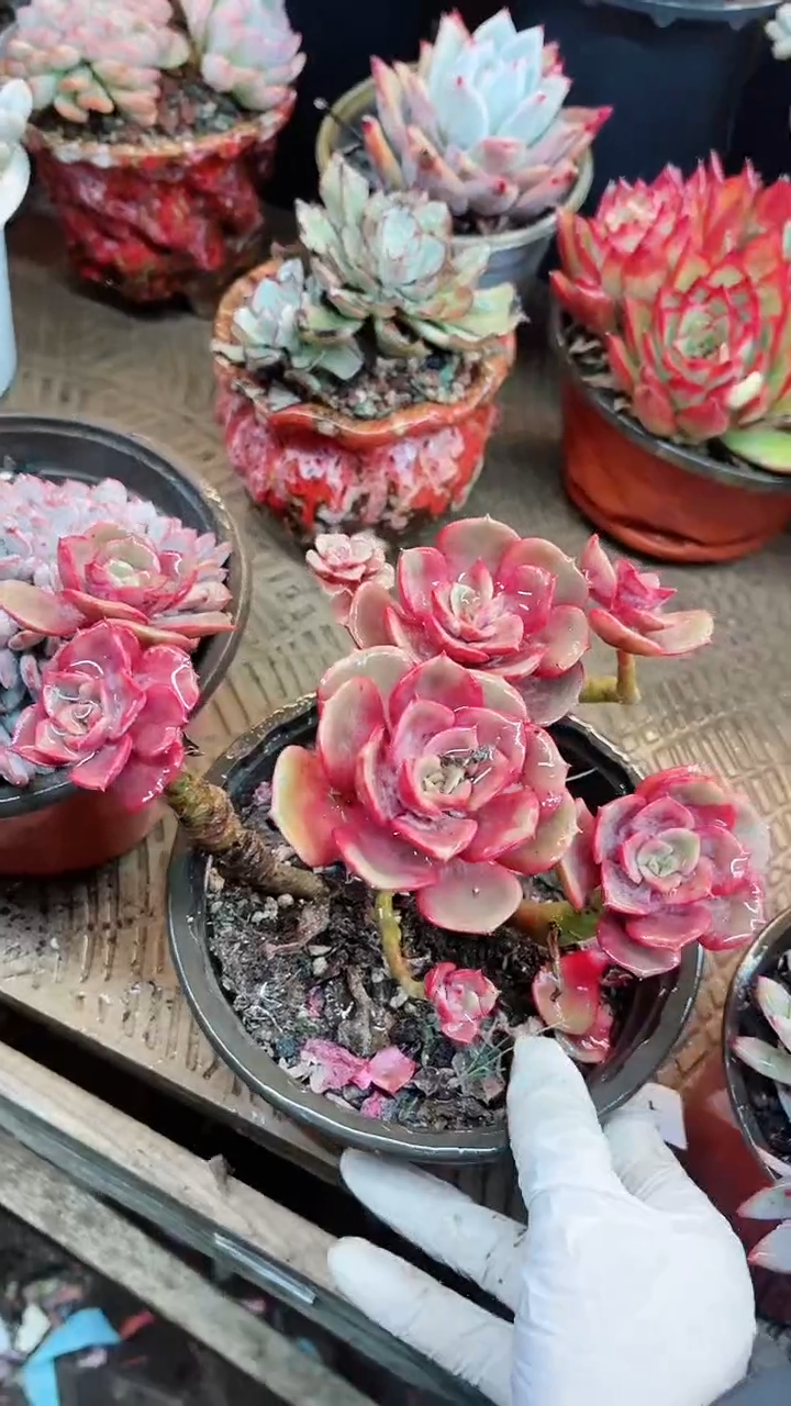 【闪购商品】15104