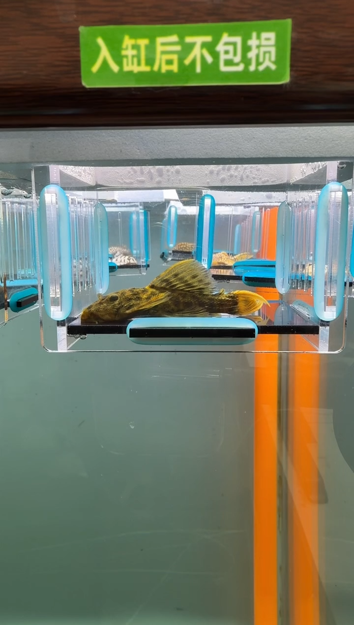 清道夫鱼085号096入缸不包损录制完整开箱发视频6.5厘米