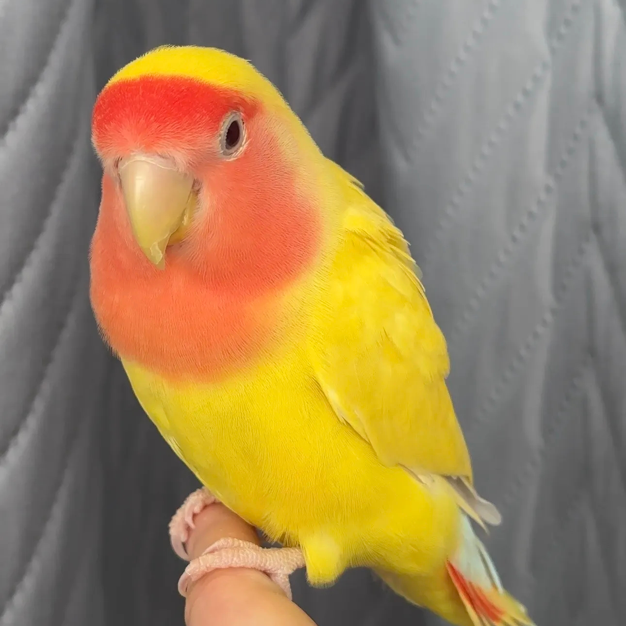 手养鹦鹉黄桃绿桃亲人可爱直播间下单购买 （无开箱视频不售后）