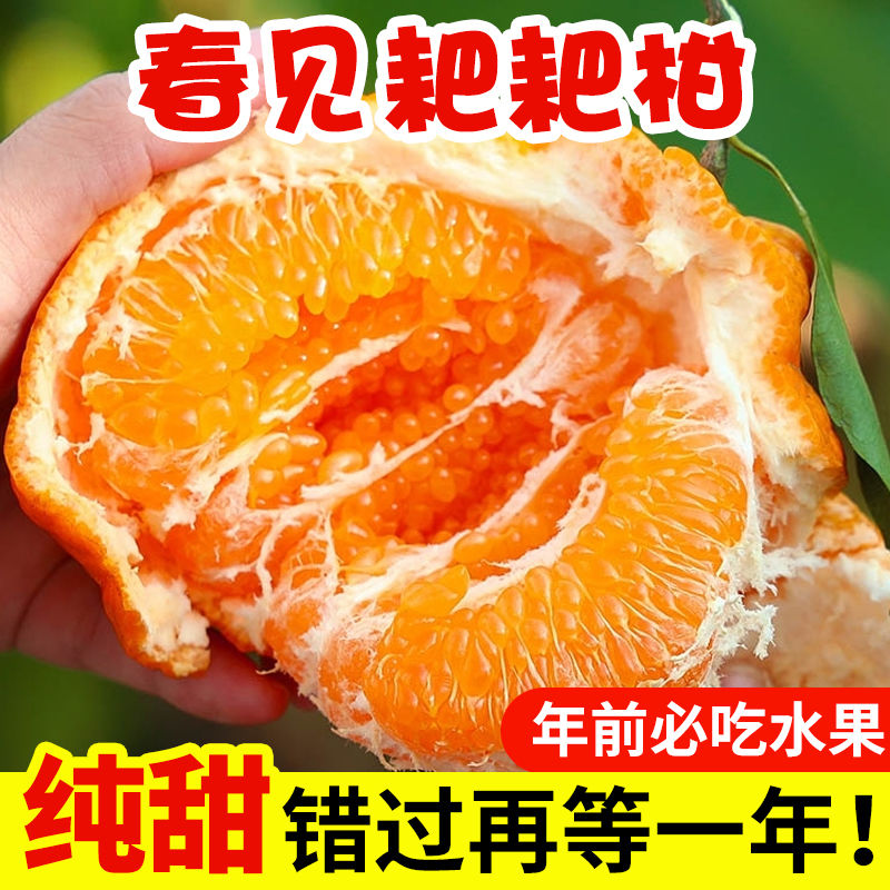 四川正宗春见耙耙柑现摘现发