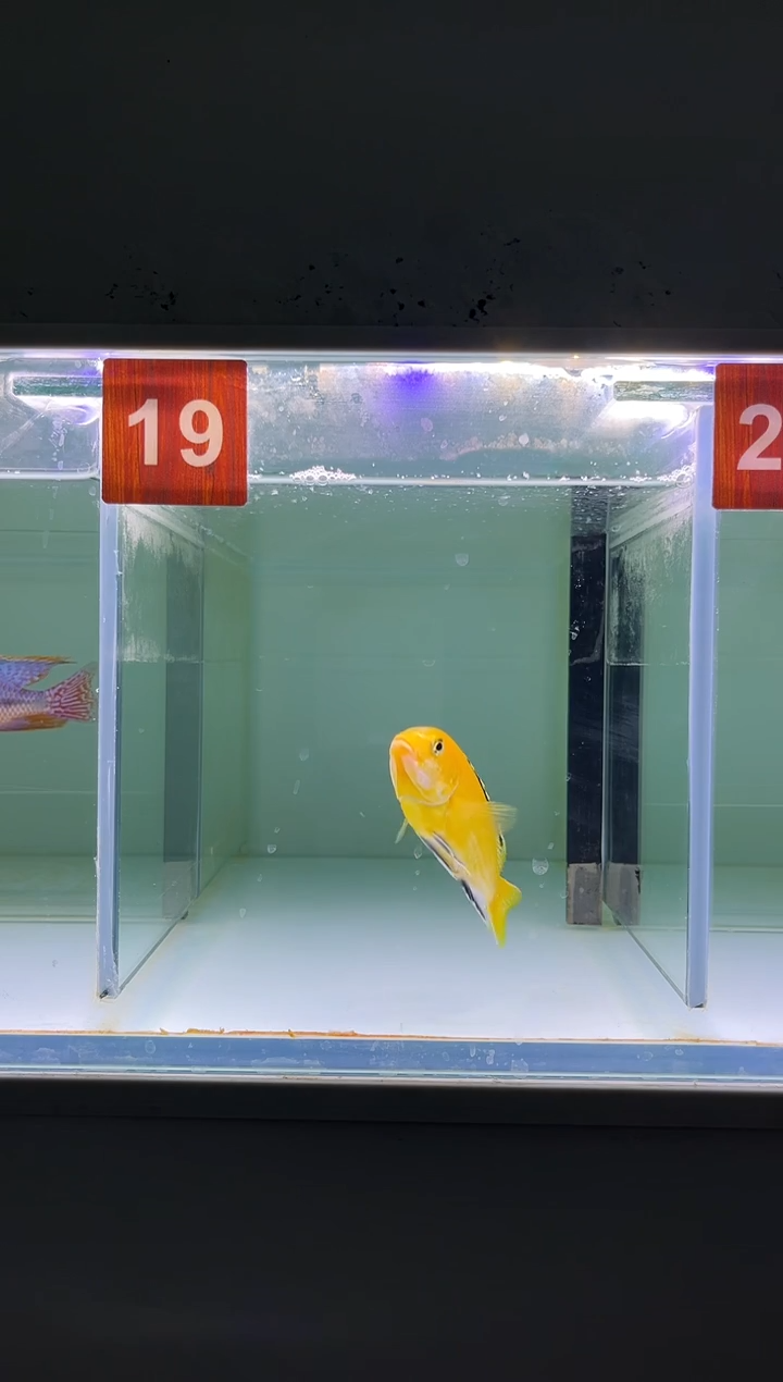 慈鲷鱼人工三湖慈鲷