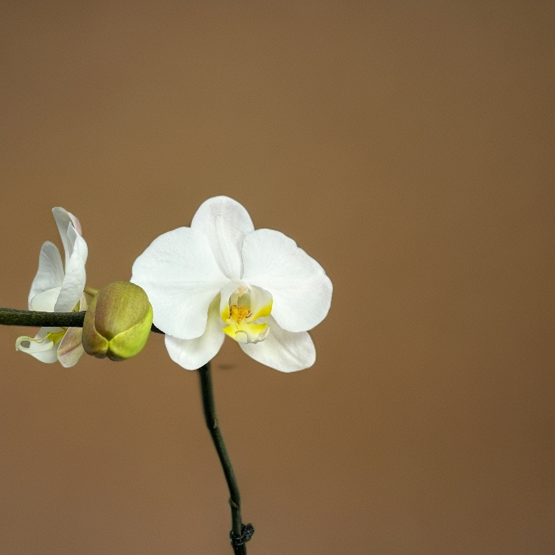 （大白）蝴蝶兰大白带花发货室内高端观赏花卉绿植