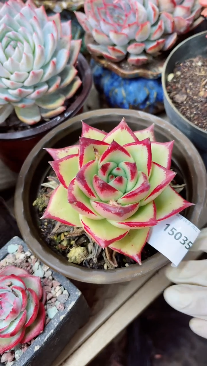 【闪购商品】15035