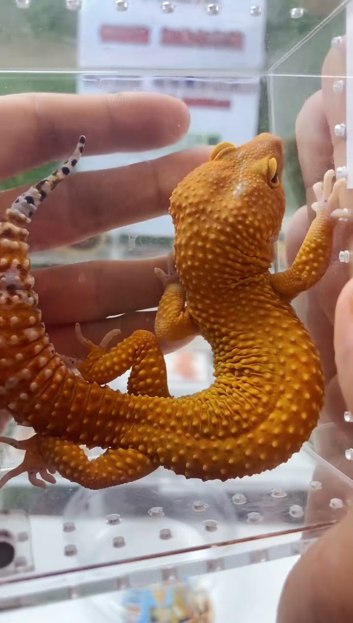 豹纹守宫豹纹守宫幼苗亚成体肥尾