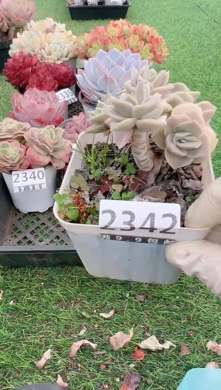 【闪购商品】信福多肉一物一拍