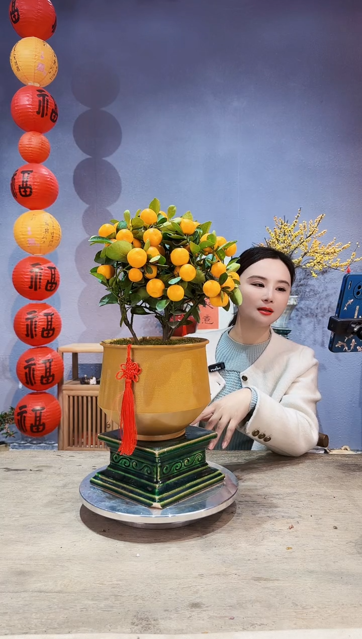 【闪购商品】盆景年桔