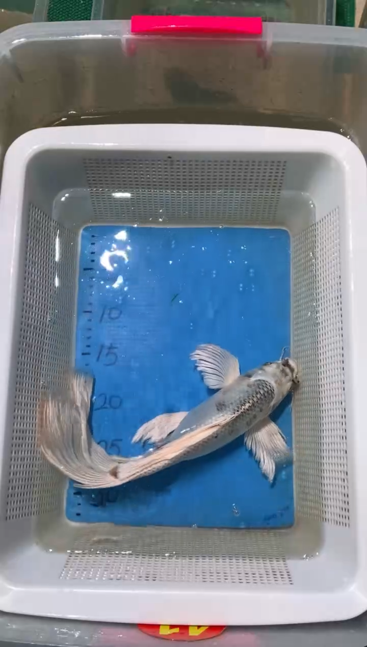 锦鲤包邮拍开箱视频和爆氧视频包售后微微握拳