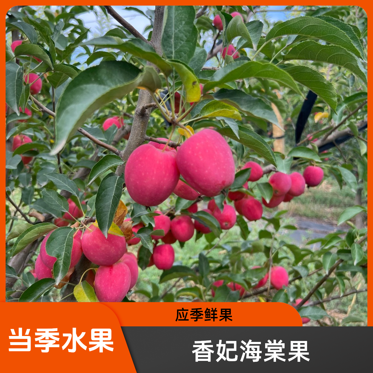 新疆香妃海棠 酸甜小苹果 应季鲜果