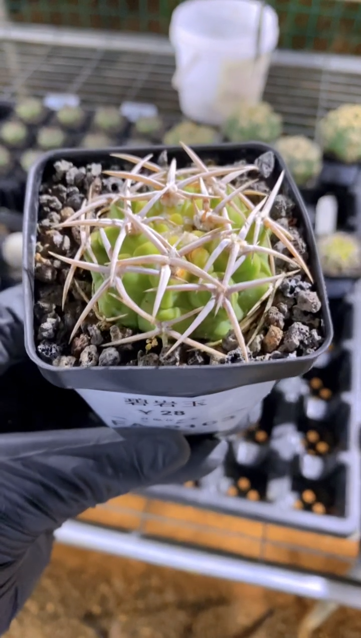 【闪购商品】碧岩玉FA-9103