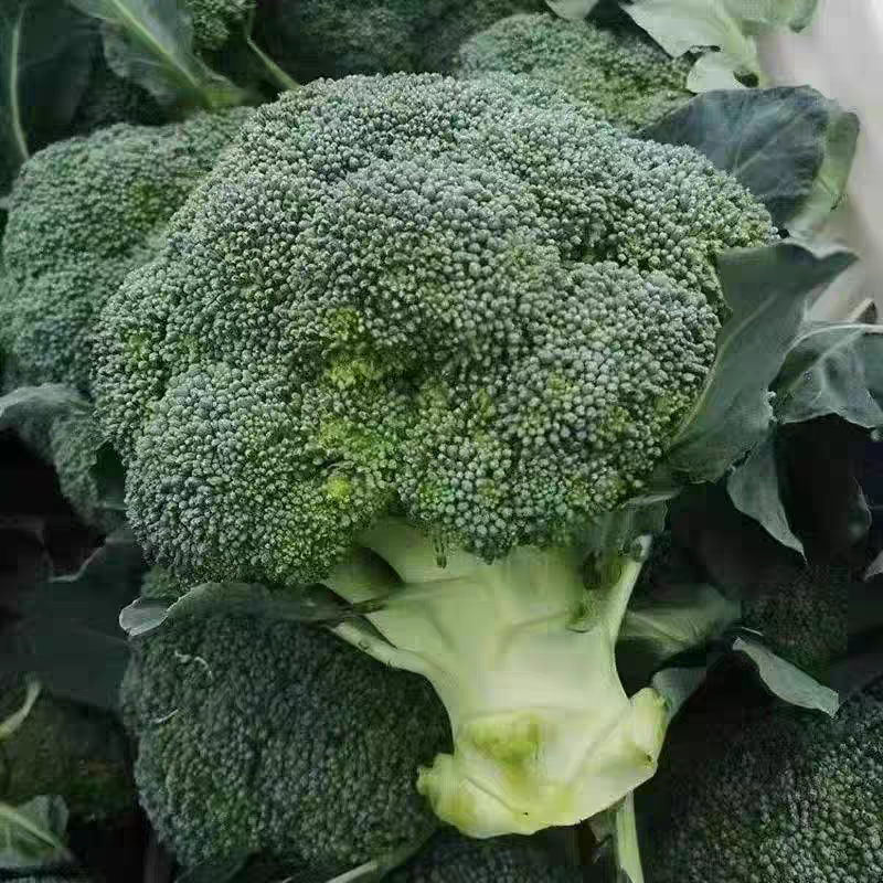 新鲜西兰花新疆乌鲁木齐