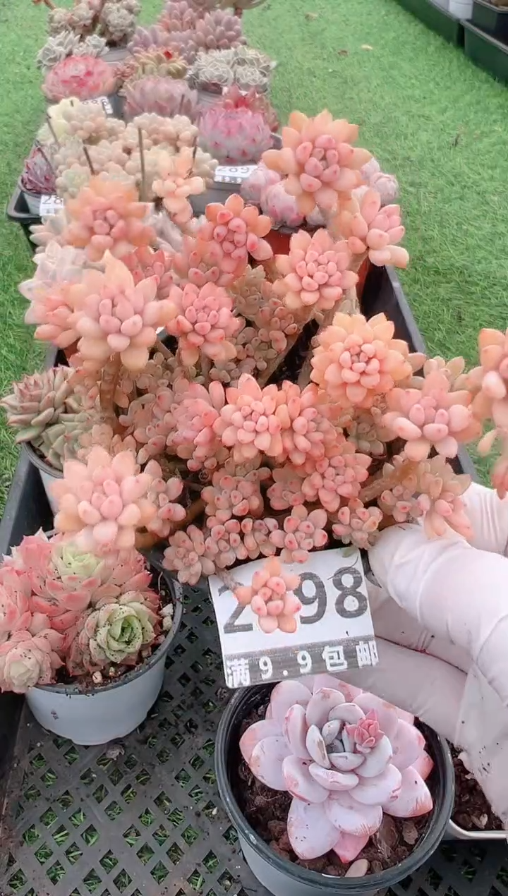 【闪购商品】信福多肉一物一拍