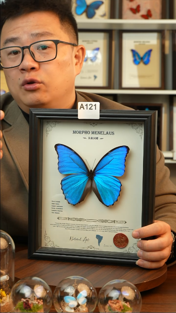 大蓝闪蝶-英文（10寸欧式黑框）A121